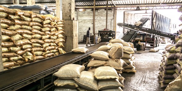 Tchad : urgence pour la culture du blé et sa transformation locale Tchad : urgence pour la culture du blé et sa transformation locale