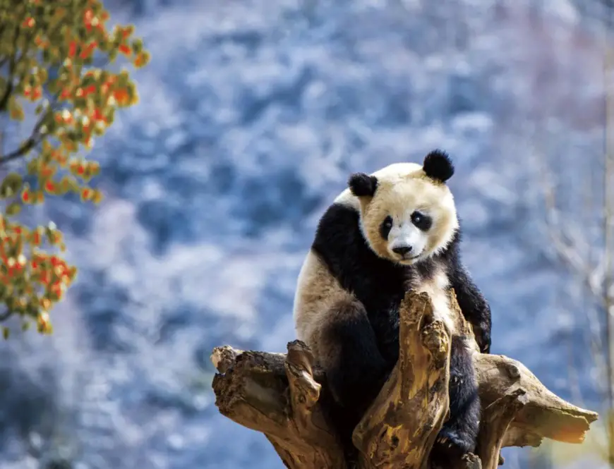 A giant panda plays at the Shenshuping base of the China Conservation and Research Center for the Giant Panda in Wolong National Nature Reserve, Wenchuan county, Aba Tibetan and Qiang autonomous prefecture, southwest China’s Sichuan province, Feb. 2, 2022. (Photo by Chen Xianlin/People’s Daily Online)