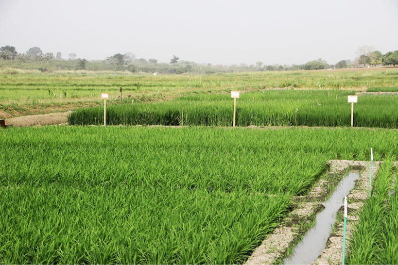 La Côte d'Ivoire va aménager un périmètre rizicole pour renforcer l’autosuffisance alimentaire. ©&nbsp;DR