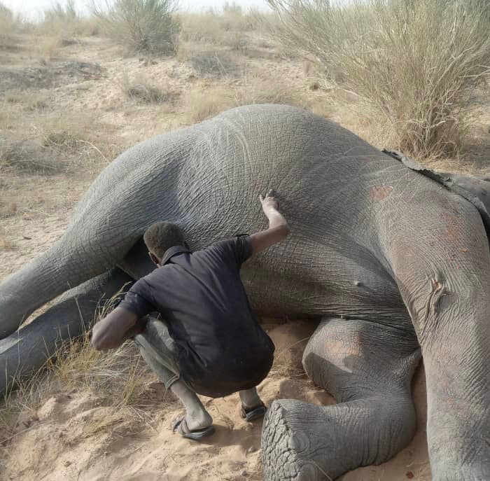 Tchad : le corps d'un éléphant mutilé et criblé de balles découvert à Ngourti Tchad : le corps d'un éléphant mutilé et criblé de balles découvert à Ngourti