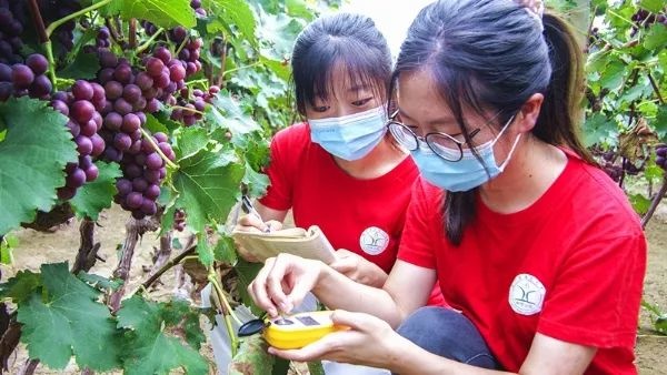 Postgraduates from the China Agricultural University, who are staying at a “science and technology backyard” in Qianya village, Quzhou county, Handan city, north China’s Hebei province, measure the sugar degree in Kyoho grapes grown by local people, Sept. 23, 2021. (Photo/China Agricultural University)