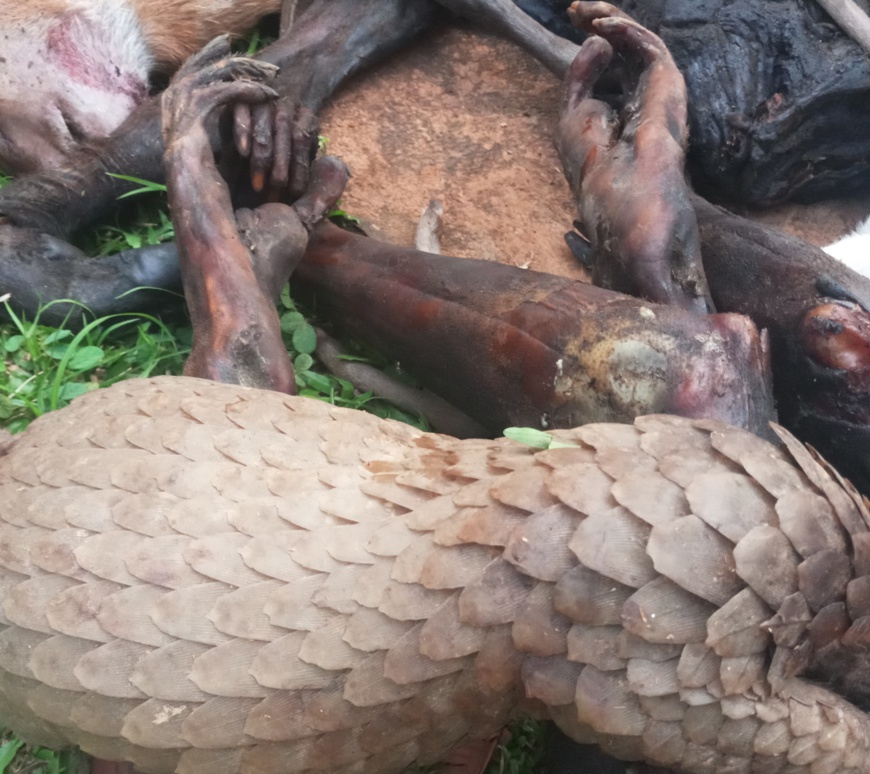 Cameroun : quatre trafiquants fauniques arrêtés dans la région du Sud Cameroun : quatre trafiquants fauniques arrêtés dans la région du Sud