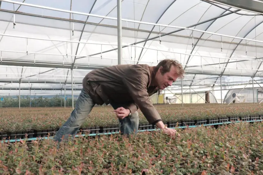 Martin Dabilly checks the growth of blueberry seedlings.