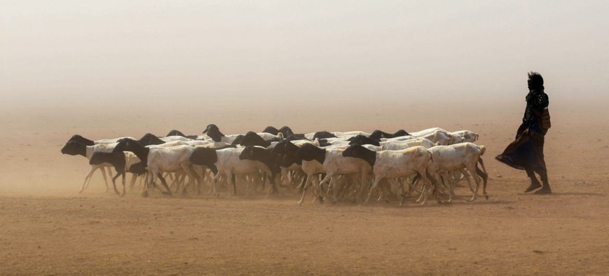 Les sécheresses en Somalie font grimper la faim et les taux de malnutrition. © FAO/FIDA/PAM/Michael Tewelde Les sécheresses en Somalie font grimper la faim et les taux de malnutrition. © FAO/FIDA/PAM/Michael Tewelde