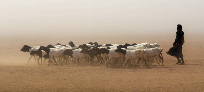 Les sécheresses en Somalie font grimper la faim et les taux de malnutrition. © FAO/FIDA/PAM/Michael Tewelde