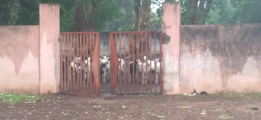 Tchad : une cour d’école transformée en enclos pour moutons à Moundou