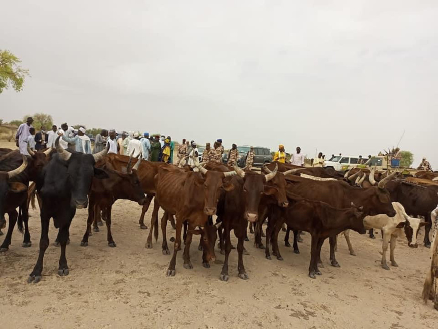 Tchad : les animaux affaiblis par le manque de pâturages Tchad : les animaux affaiblis par le manque de pâturages
