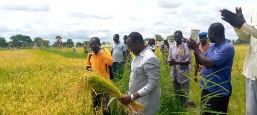  les producteurs de Laï lancent la récolte du riz de contre-saison