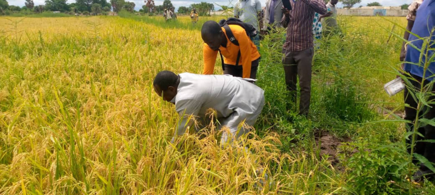 Tchad : les producteurs de Laï lancent la récolte du riz de contre-saison Tchad : les producteurs de Laï lancent la récolte du riz de contre-saison