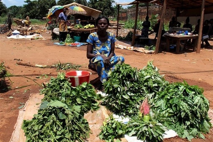 Centrafrique : Derrière la crise humanitaire et sécuritaire, une crise économique grave se profile Centrafrique : Derrière la crise humanitaire et sécuritaire, une crise économique grave se profile