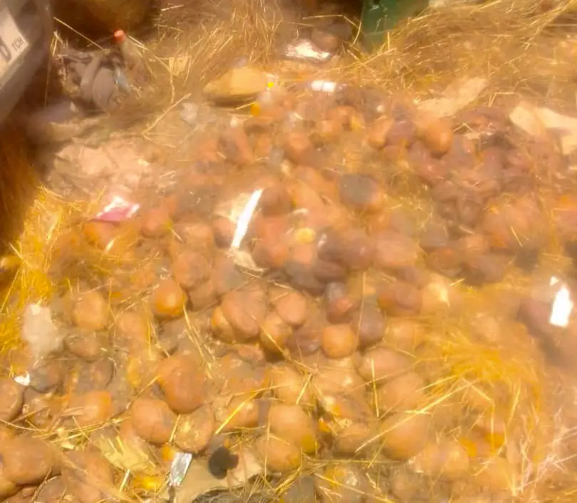 Tchad : une perte accrue des mangues liée au manque de conservation