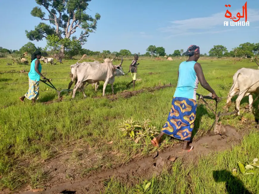 Tchad : les chaînes de valeur agricoles restent sous-développées