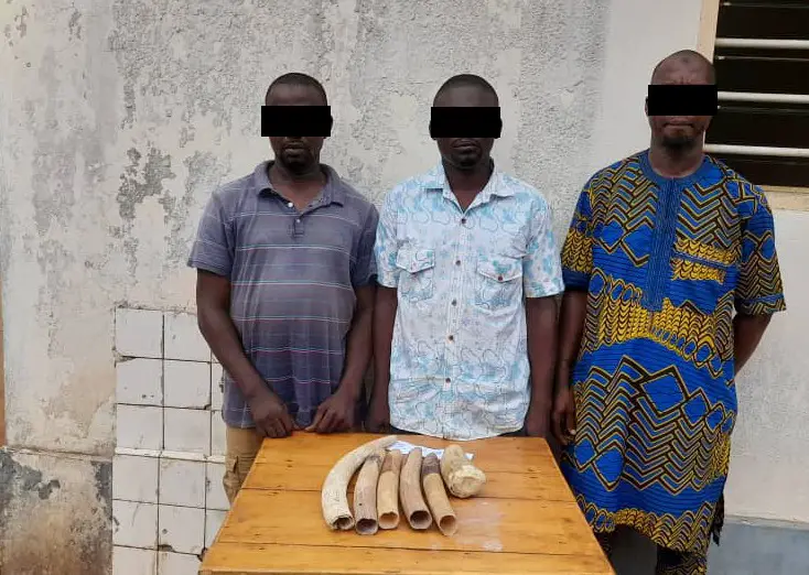 Trafic d’espèces protégées au Togo : 3 trafiquants d’ivoire condamnés à 6 mois de prison