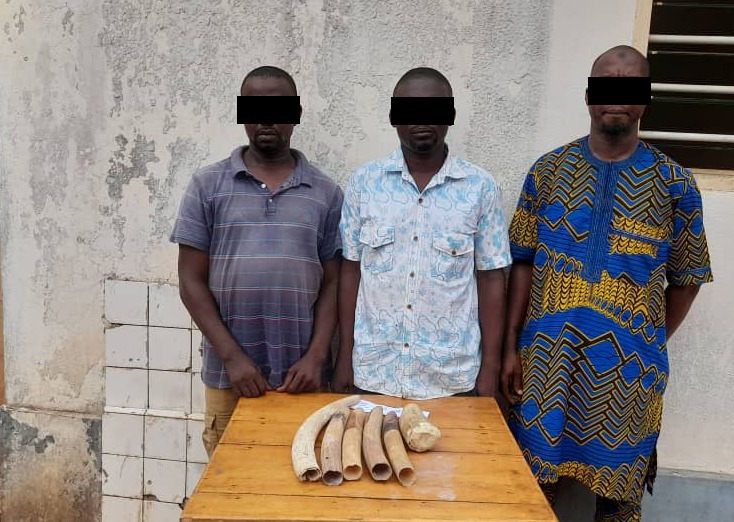 Trafic d’espèces protégées au Togo : 3 trafiquants d’ivoire condamnés à 6 mois de prison Trafic d’espèces protégées au Togo : 3 trafiquants d’ivoire condamnés à 6 mois de prison