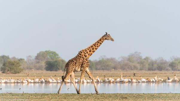 Tchad :  renouvellement de l’accord de gestion avec African Parks sur le parc de Zakouma