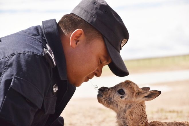 Legdup Tshegyal plays with a wild animal. (Photo/The Communist Youth League of China committee of Qinghai province)