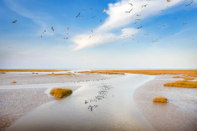 Photo shows the Yellow River Delta National Nature Reserve. (Photo by Zhao Yingli/People's Daily Online)
