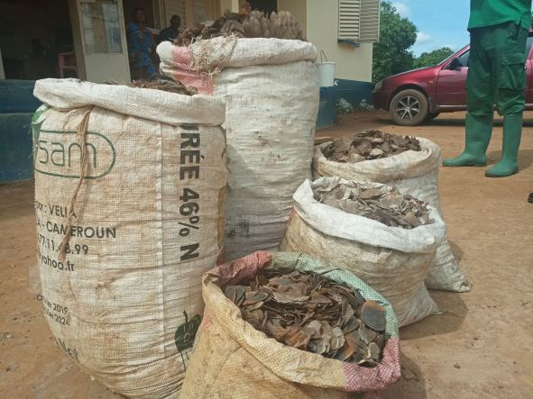 Cameroun : quatre trafiquants arrêtés avec 90 kg d'écailles de pangolin à Akonolinga Cameroun : quatre trafiquants arrêtés avec 90 kg d'écailles de pangolin à Akonolinga