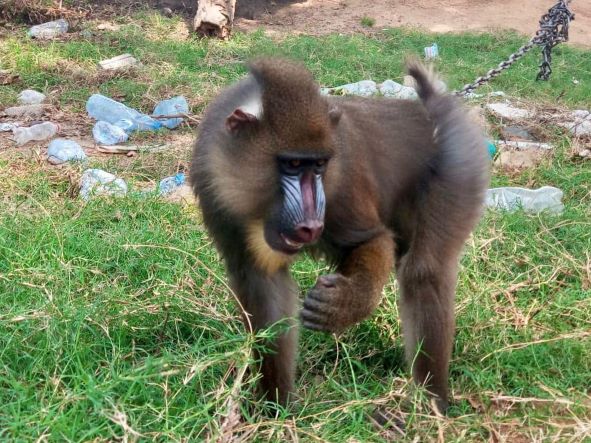 Cameroun : des trafiquants de mandrills traduits au tribunal à Douala