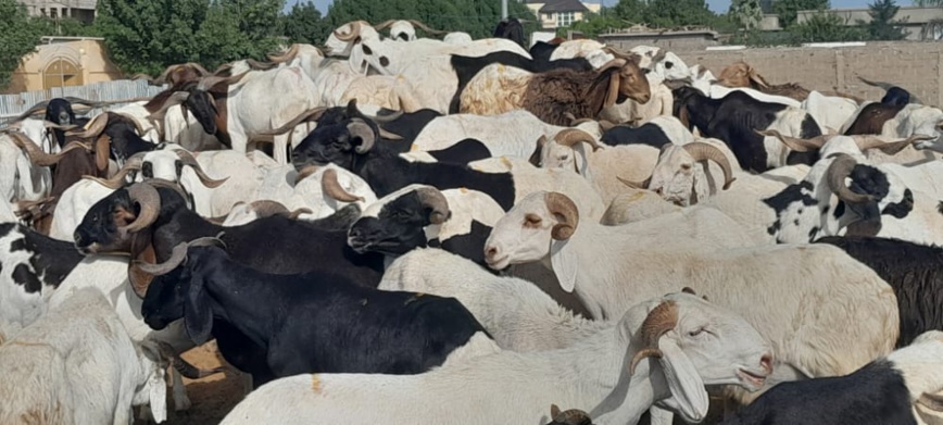 Tchad : quel que soit le prix du mouton, la Tabaski aura lieu Tchad : quel que soit le prix du mouton, la Tabaski aura lieu