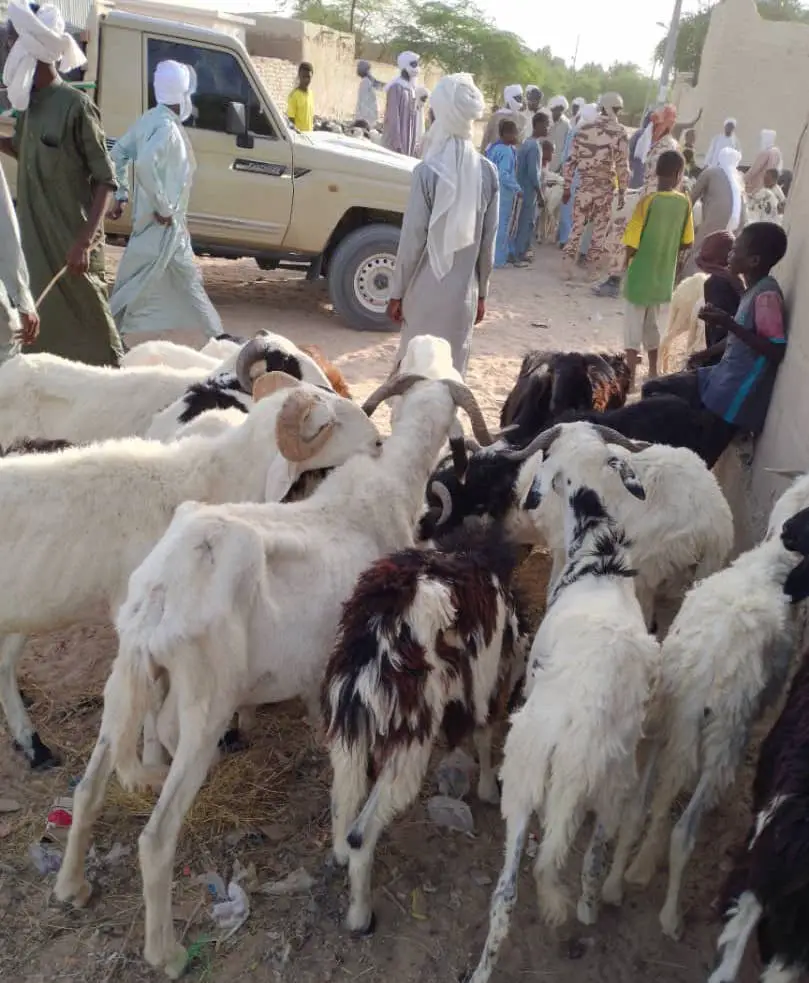 Tchad : cherté du bétail à Mao, à l'approche de la Tabaski