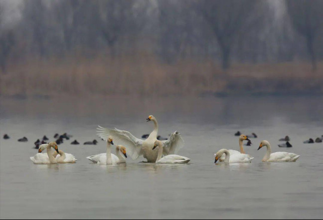 Photo shows birds in the Qilihai Wetland, north China's Tianjin municipality. (Photo courtesy of the management committee of the Qilihai Wetland nature reserve)