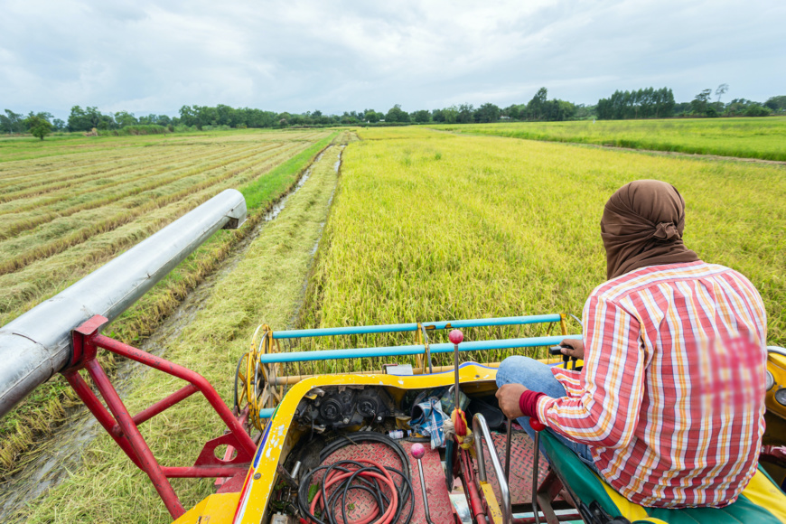 Nigeria : un prêt de 134 millions de dollars pour booster la production alimentaire