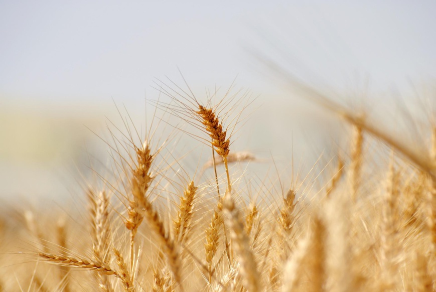 Tchad : début d'éclaircissement dans l'enquête sur des aflatoxines dans de la farine