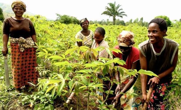 Des femmes dans un champ en Centrafrique. Crédit photo : eyesango.mondoblog.org