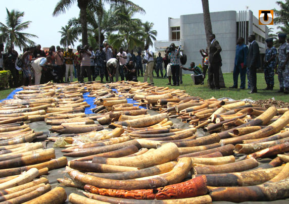 Espèces protégées : l’éléphant d'Afrique menacé d’extinction Espèces protégées : l’éléphant d'Afrique menacé d’extinction