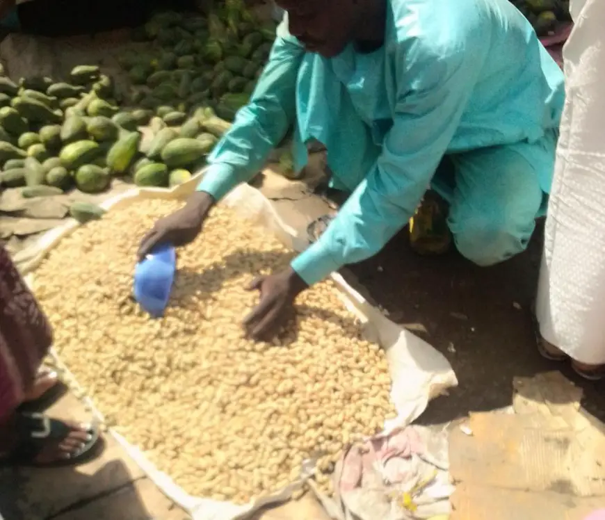 Tchad : la récolte du maïs, de l'arachide et du manioc soulage certains ménages