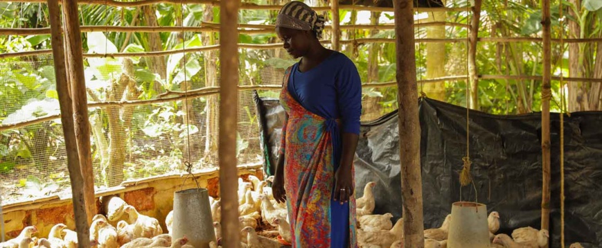 Une femme s’occupant de sa ferme de volailles. © Afdb