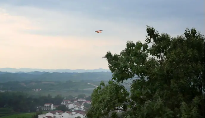 A crested ibis flies over a village in Yangxian county, Hanzhong, northwest China's Shaanxi province, Aug. 1, 2020. (Photo by Xu Congjun/People's Daily Online)