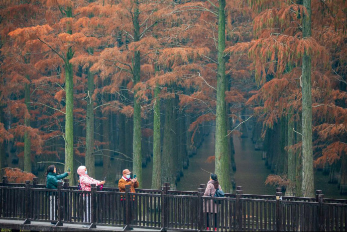 Tourists take photos in a wetland in the Zhangdu Lake, Wuhan, Central China's Hubei province, Dec. 11, 2021. (Photo by Ji Pengfei/People's Daily Online)