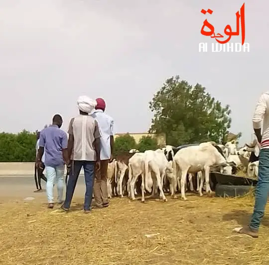 Un troupeau de moutons. Illustration © Alwihda Info