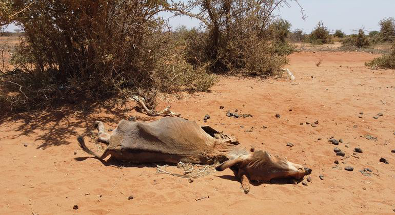 Des milliers d'animaux ont péri en raison de l'extrême sécheresse qui ravage la Somalie et le reste de la Corne de l'Afrique. Crédits : OIM Des milliers d'animaux ont péri en raison de l'extrême sécheresse qui ravage la Somalie et le reste de la Corne de l'Afrique. Crédits : OIM