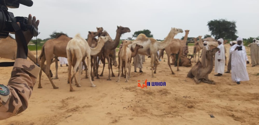 Le Tchad paie 108 millions Fcfa de Dia pour résoudre le conflit transfrontalier avec le Soudan Le Tchad paie 108 millions Fcfa de Dia pour résoudre le conflit transfrontalier avec le Soudan