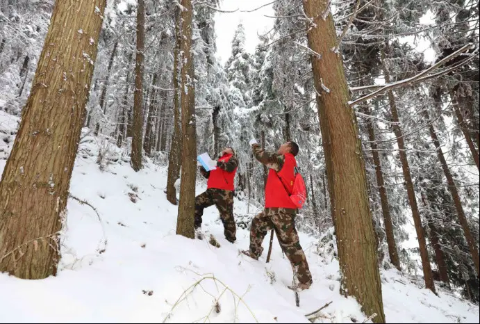 Forest rangers of the management bureau of the Wulingyuan scenic area and Wulingyuan National Park in central China's Hunan province record disease conditions of trees on a patrol mission, Feb. 3, 2022. (Photo by Wu Yongbing/People's Daily Online)