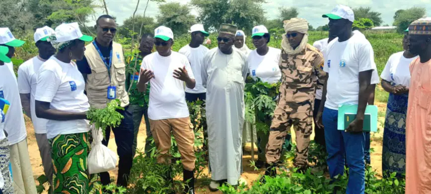 Tchad : le département du Chari promeut l'agroécologie et valorise la filière moringa