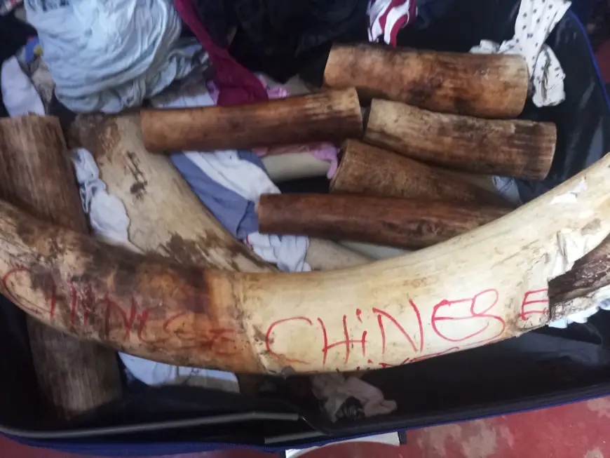 Cameroun : deux trafiquants arrêtés avec près de 60 kg d'ivoire à Yaoundé