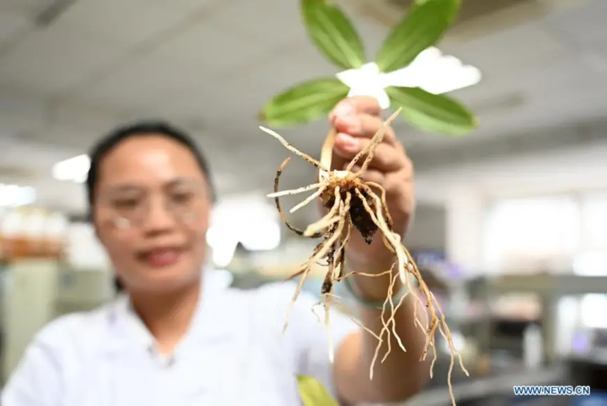 Sci-tech expert Su Hailan shows the growing roots of plant at a laboratory of the Fujian Academy of Agricultural Sciences in southeast China's Fujian Province, May 29, 2021. (Xinhua/Lin Shanchuan)