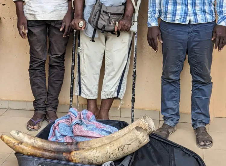 Trafic d’espèces protégées au Togo : 3 trafiquants d’ivoire arrêtés puis déférés