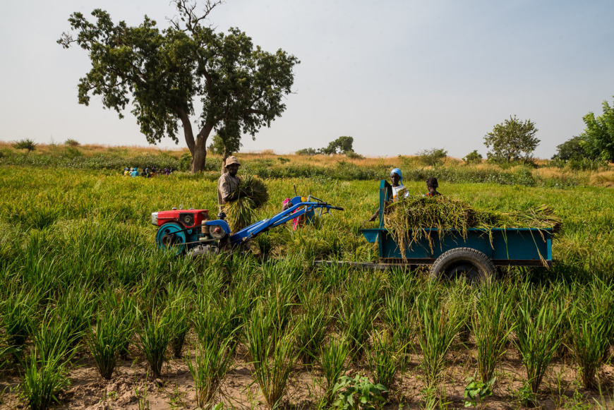 Guinée : le FAD accorde près de 23 millions $ pour améliorer la production et la productivité vivrières