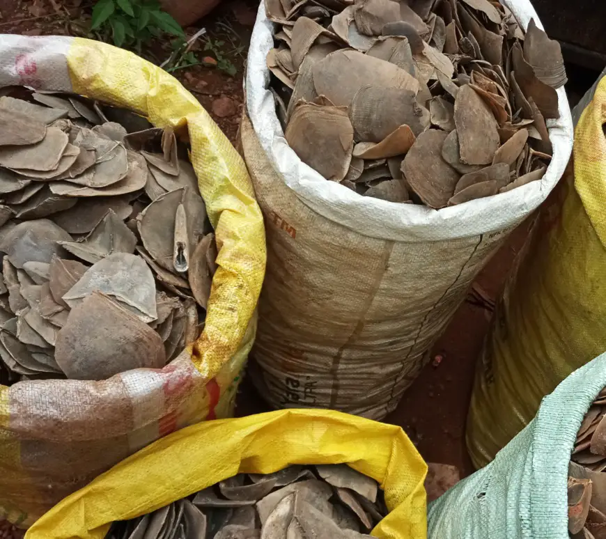 Cameroun : deux suspects arrêtés à Yaoundé pour trafic d'écailles de pangolin