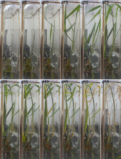 The combo photo shows the growth of ratooning rice in space. Figures at the upper right corner of each image represent the number of days after pruning. (Photo from the website of the Chinese Academy of Sciences.) The combo photo shows the growth of ratooning rice in space. Figures at the upper right corner of each image represent the number of days after pruning. (Photo from the website of the Chinese Academy of Sciences.)