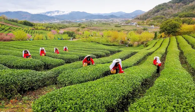 Women pick tea in a tea plantation in Longguan township, Haishu district, Ningbo, east China's Zhejiang province. (Photo by Zhang Haohua/People's Daily Online)