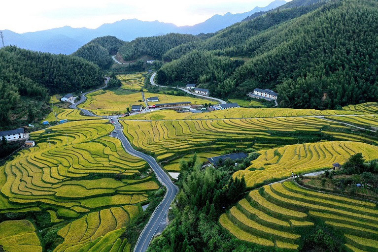 Rice matures in the Shangbao Terraces in Chongyi county, Ganzhou, east China's Jiangxi province, October 2022. (Photo by Shi Yu/People's Daily Online)