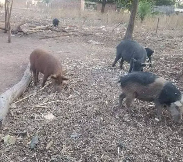 Tchad : la viande de porc est très consommée en cachette