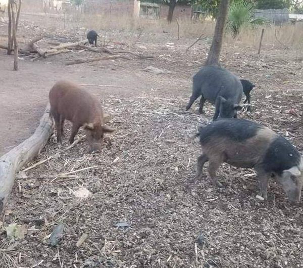 Tchad : la viande de porc est très consommée en cachette Tchad : la viande de porc est très consommée en cachette