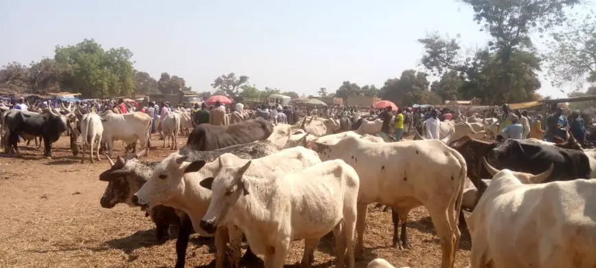 Tchad : le PRAPS 2 va en guerre contre l’utilisation des faux produits vétérinaires au Mayo Kebbi Ouest